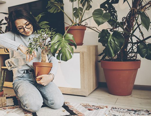 Les plantes et leur vertus : pourquoi en mettre dans votre logement ?