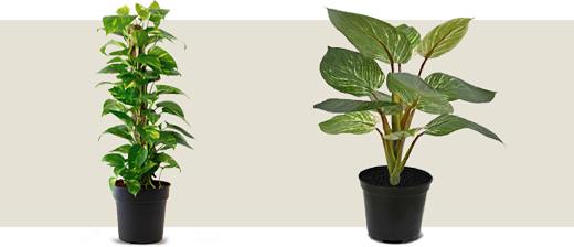 Pothos et philodendron