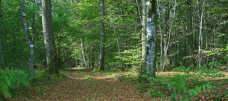 La Forêt de Chaux